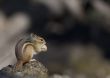 Eastern Chipmunk (Tamias striatus)