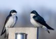 Tree Swallows (Iridoprocne bicolor)