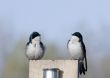 Tree Swallows (Iridoprocne bicolor)