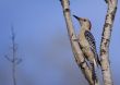 Red-bellied Woodpecker (Melanerpes carolinus)