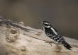 Downy Woodpecker (Picoides pubescens)