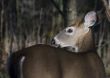 Whitetail Deer Button Buck (Odocoileus virginianus)