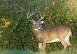 Buck Whitetail Deer (Odocoileus virginianus)