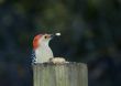 Red-bellied Woodpecker (Melanerpes carolinus)