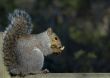 Eastern Grey Squirrel