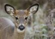  Button Buck Whitetail Deer (Odocoileus virginianus)