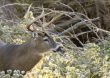 Buck Whitetail Deer (Odocoileus virginianus)