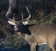 Buck Whitetail Deer (Odocoileus virginianus)