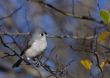 Tufted Titmouse (Parus bicolor)