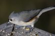 Tufted Titmouse (Parus bicolor)