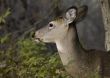 Whitetail Deer  Doe(Odocoileus virginianus)