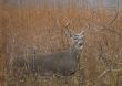 Buck Whitetail Deer (Odocoileus virginianus)