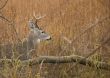 Buck Whitetail Deer (Odocoileus virginianus)