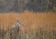 Buck Whitetail Deer (Odocoileus virginianus)