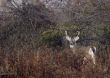 Buck Whitetail Deer (Odocoileus virginianus)