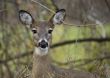 Whitetail Deer  Doe(Odocoileus virginianus)