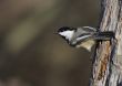 Black-capped Chickadee (Parus atricapillus)