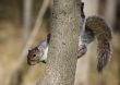 Grey Squirrel (Sciurus carolinensis)