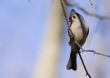 Tufted Titmouse (Parus bicolor)