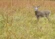 Buck Whitetail Deer (Odocoileus virginianus)