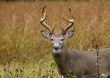 Buck Whitetail Deer (Odocoileus virginianus)