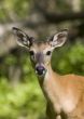 Buck Whitetail Deer (Odocoileus virginianus)