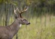 Buck Whitetail Deer (Odocoileus virginianus)