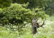 Buck Whitetail Deer (Odocoileus virginianus)