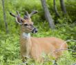 Buck Whitetail Deer (Odocoileus virginianus)