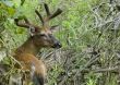 Buck Whitetail Deer (Odocoileus virginianus)