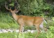 Buck Whitetail Deer (Odocoileus virginianus)