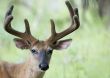 Buck Whitetail Deer (Odocoileus virginianus)