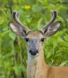 Buck Whitetail Deer (Odocoileus virginianus)