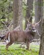 Buck Whitetail Deer (Odocoileus virginianus)