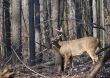 Buck Whitetail Deer (Odocoileus virginianus)