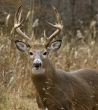 Buck Whitetail Deer (Odocoileus virginianus)