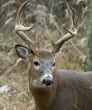 Buck Whitetail Deer (Odocoileus virginianus)