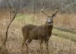 Buck Whitetail Deer (Odocoileus virginianus)