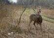 Buck Whitetail Deer (Odocoileus virginianus)