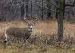 Buck Whitetail Deer (Odocoileus virginianus)