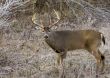 Buck Whitetail Deer (Odocoileus virginianus)