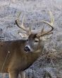 Buck Whitetail Deer (Odocoileus virginianus)