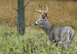 Buck Whitetail Deer (Odocoileus virginianus)