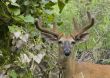 Buck Whitetail Deer (Odocoileus virginianus)