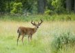 Buck Whitetail Deer (Odocoileus virginianus)