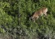 Buck Whitetail Deer (Odocoileus virginianus)