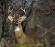 Buck Whitetail Deer (Odocoileus virginianus)