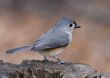 Tufted Titmouse (Parus bicolor)