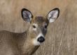 Button Buck Whitetail Deer (Odocoileus virginianus)