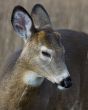 Button Buck Whitetail Deer (Odocoileus virginianus)